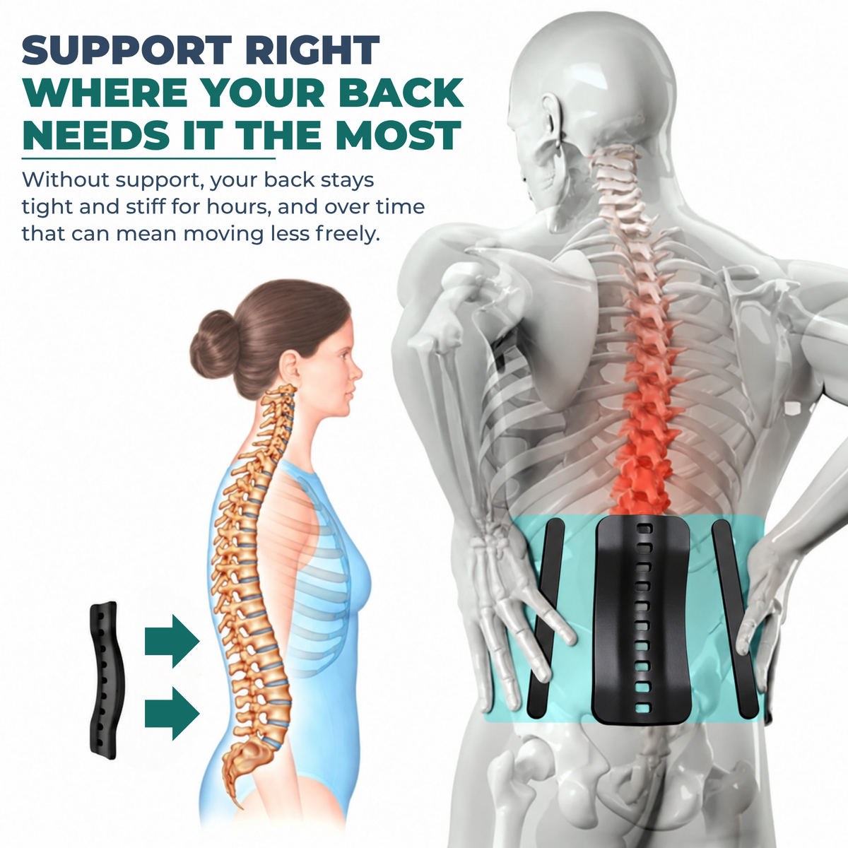 Spinevea Core Belt